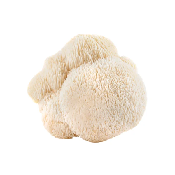 Brainchain™ | Lion's Mane +NR – Bild 5